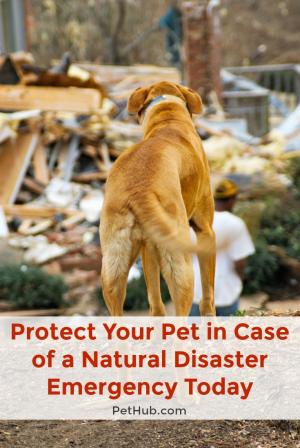 protect your pet in case of a natural disaster emergency today